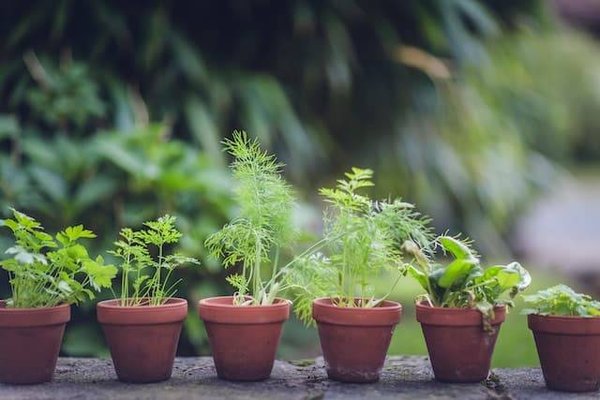 Comment cultiver son potager bio et ses plantes aromatiques ?