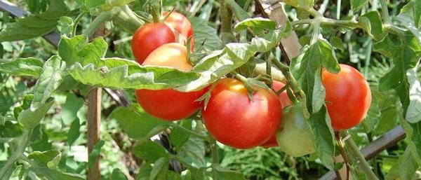 Tailler ses plants de tomates